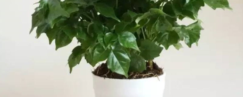 幸福树的生长习性，温度、湿度、光照、基质要求