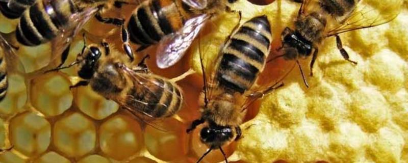 蜂王、工蜂、雄蜂的区别,各有责任必不可少