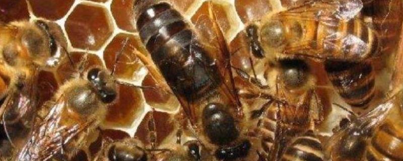 蜂王藏在蜂群什么位置,先要会识别蜂王