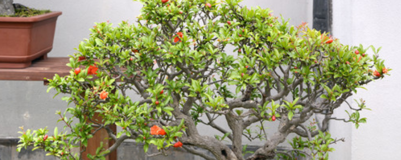 石榴树盆景怎么制作 石榴树盆景怎么制作花肥