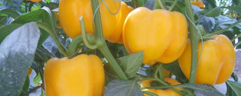 彩椒是转基因食品吗 彩椒 转基因