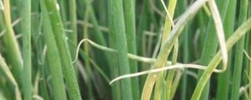 大葱白色疫病怎么防治 大葱疫病防治方法