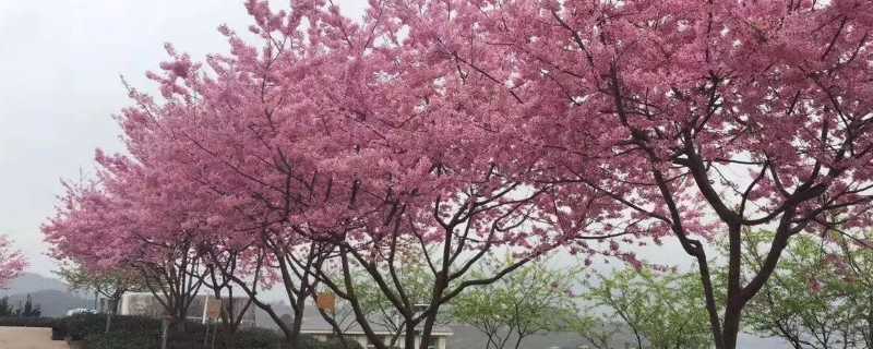 樱花树有什么作用 樱花树的作用价值