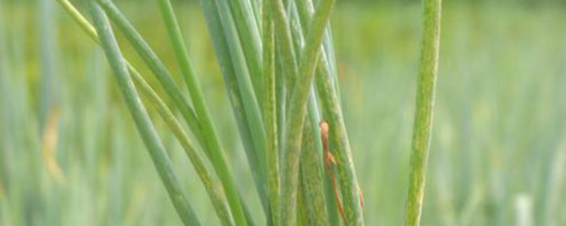 大葱蓟马怎么防治(大葱蓟马怎么防治病虫害)