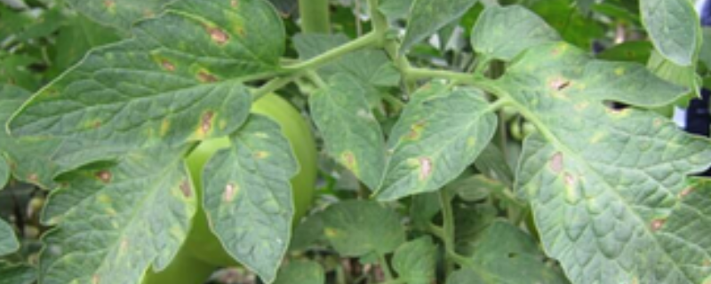 番茄白粉病防治技术,附番茄白粉病的症状及发生规律