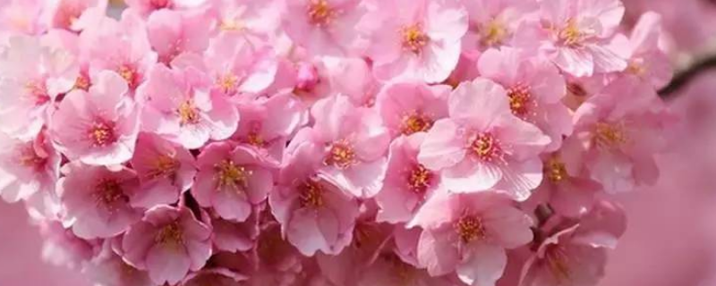 樱花树掉叶子怎么办 樱花树树枝干了,怎么办