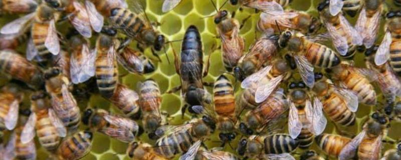 蜂王的寿命有多长,长寿的原因 蜂王的寿命有多长,长寿的原因是