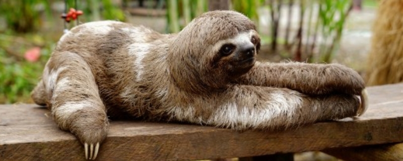 树懒到底有多慢 树懒为什么速度慢