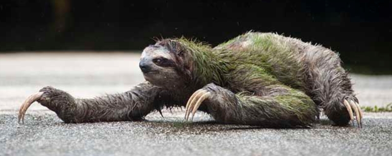 树懒寿命有多长 树懒的生命有多长