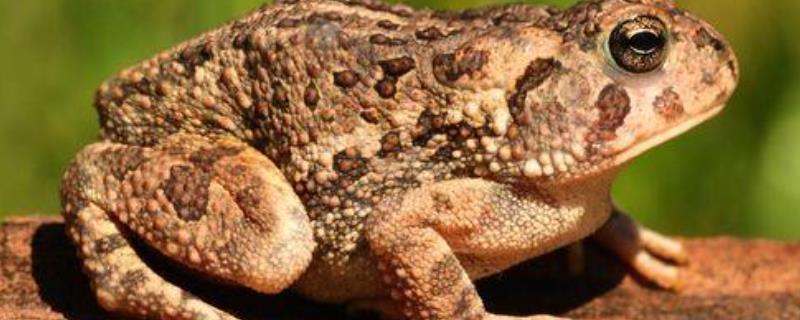 蟾蜍能吃吗 中华大蟾蜍能吃吗