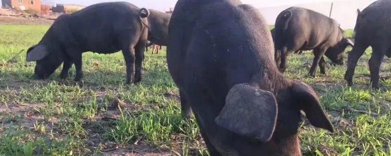 中国十大黑猪产地,不同产地黑猪的特点