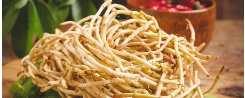 折耳根是鱼腥草吗,附形态特征(折耳根学名鱼腥草)