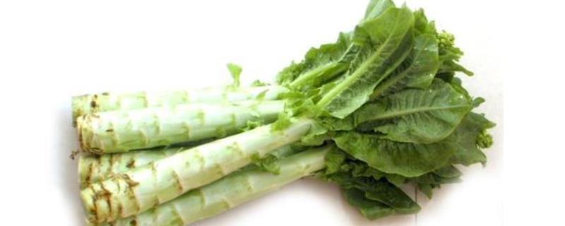 莴笋和莴苣有什么区别（莴笋和莴苣有什么区别图片）