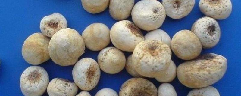 生半夏、清半夏、姜半夏、法半夏的区别