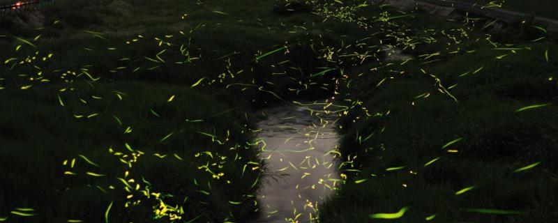 萤火虫的寿命多长（萤火虫的寿命为什么这么短）