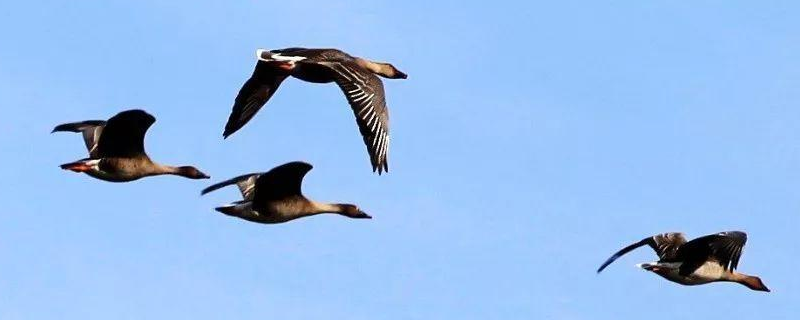 大雁的养殖前景,详细介绍(大雁人工养殖的以后前景如何)