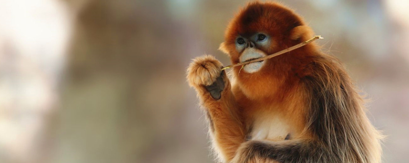 金丝猴的生活习性，群居为主（金丝猴是群居动物）