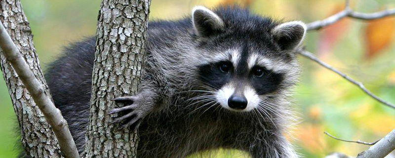 果子狸是几级保护动物（果子狸是几级保护动物判几年）