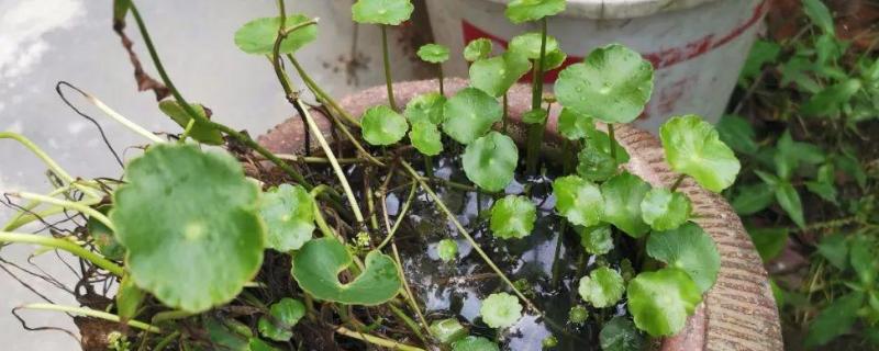 好成活的水培植物大全，详细介绍 最好成活水培花卉大全