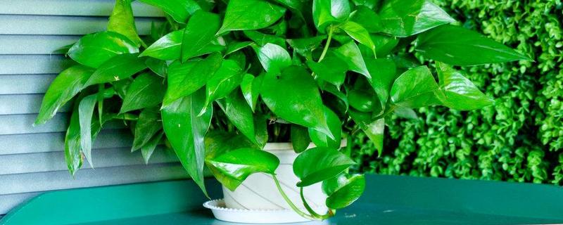 绿萝长高了怎么办（绿萝长太高了怎么办）