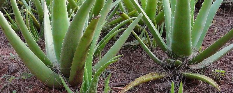 芦荟长黑斑怎么办(芦荟长黑斑怎么办呢)