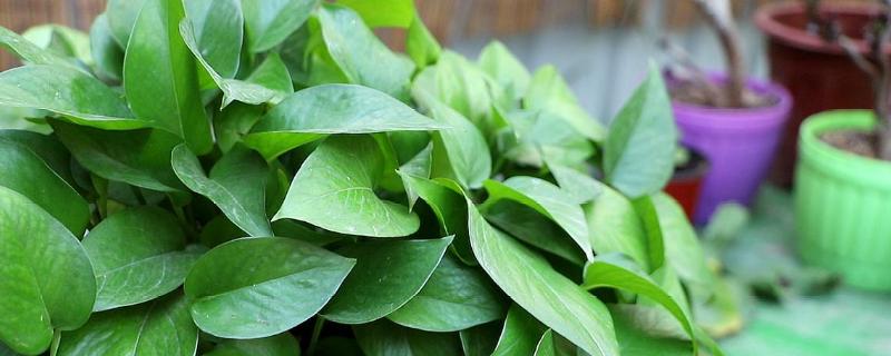 绿萝能晒太阳吗 水培绿萝能晒太阳吗