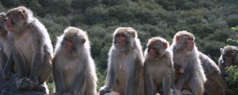 猕猴的生活习性，及猕猴争王（猕猴生活在哪里）