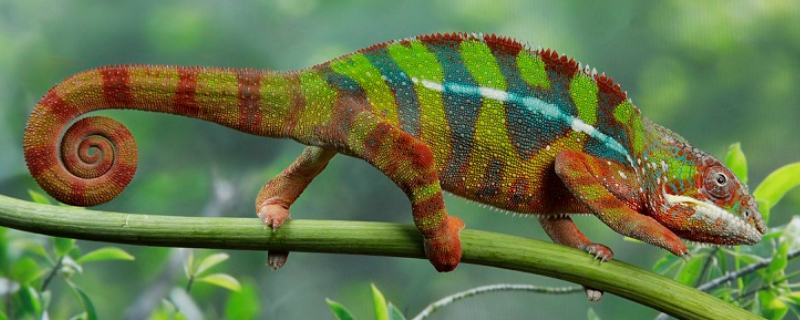 变色龙好养吗（长寿花变色龙好养吗）