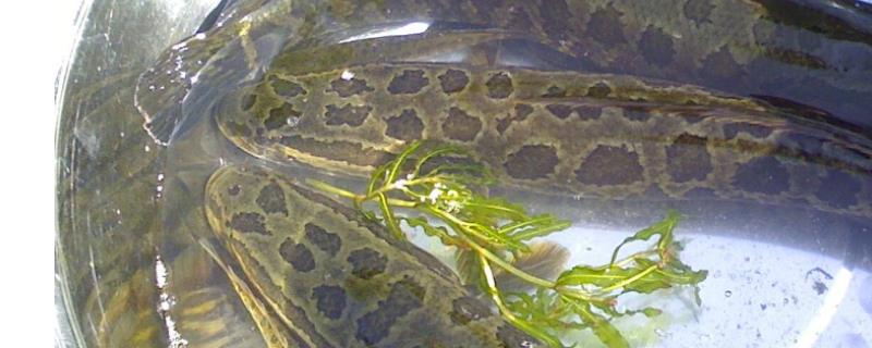 野钓黑鱼用什么饵料(野钓黑鱼用什么饵料比较好)