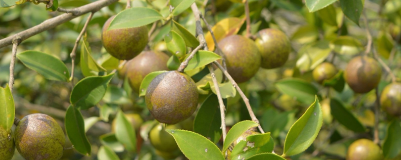 油茶树，附形态特征及生长习性（油茶树生物学特性）