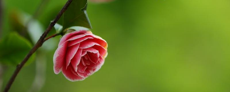 茶树、茶树花、茶花、花茶的区别 茶树和茶花是一种吗