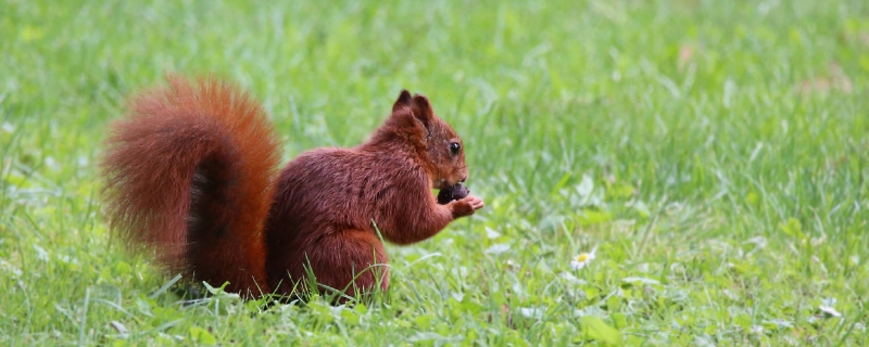 松鼠吃什么食物，松鼠的食物禁忌（松鼠不能吃什么食物）
