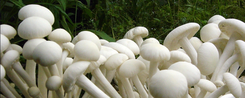 常见食用菌种类有哪些（常见食用菌种类有哪些图）