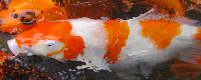 锦鲤和草金鱼的区别，附锦鲤的特征