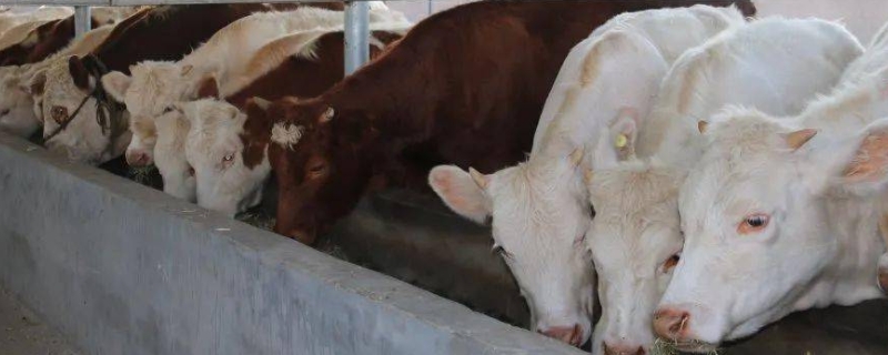 酒糟养牛技术，酒糟怎样储存保鲜 白酒糟养牛技术