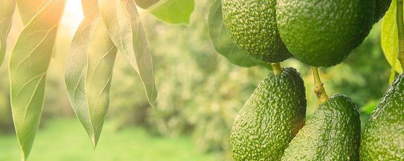 牛油果种植条件，牛油果的产地分布 牛油果生长地区