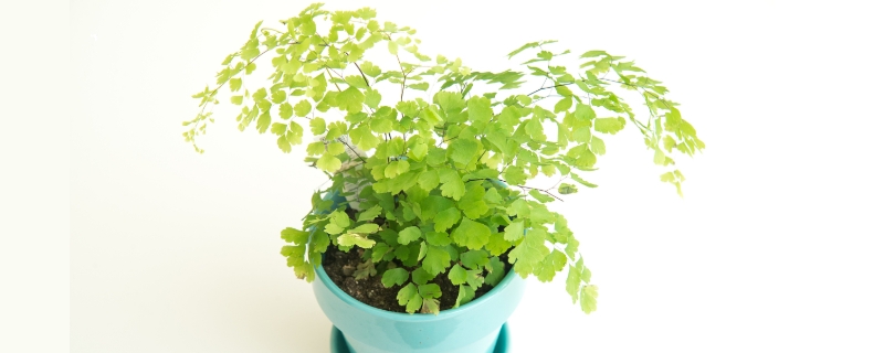 铁线蕨能水培吗，附水培管理方法（铁线蕨可以水培）