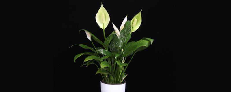 一帆风顺不开花怎么办,附只长叶不开花的原因