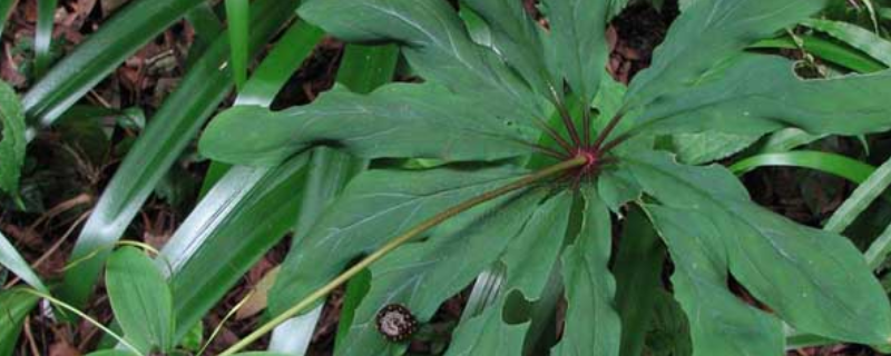 重楼的种植时间，种子如何处理 重楼种子怎么处理能半年出苗