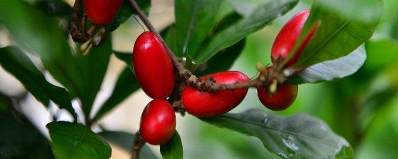 神秘果种植几年结果（神秘果种几年才能结果）