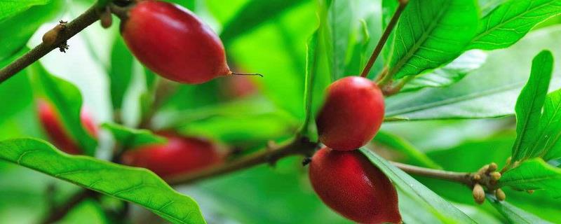 神秘果为什么不结果（神秘果存在吗）