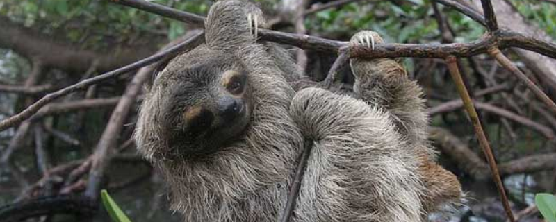 树懒的生活习性，从以下四点分析 树懒能适应树栖生活的原因