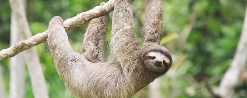 树懒有哪些天敌（树懒如何躲避天敌）