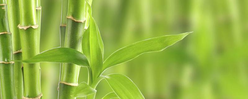 竹子开花后为什么死亡 竹子开花后为什么死亡了