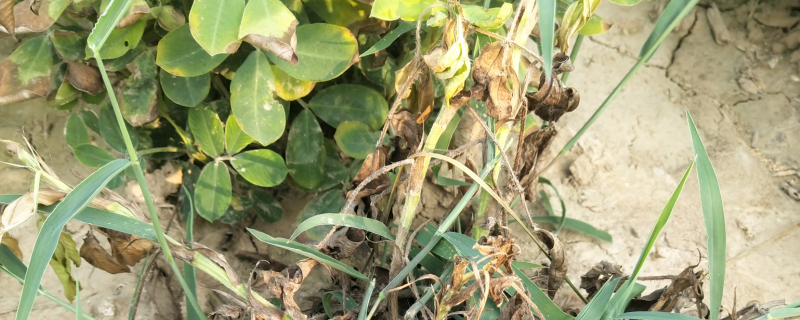 花生茎腐病的防治方法，危害症状有哪些