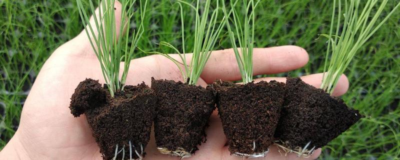 韭菜种子几天发芽 韭菜种子几天发芽什么时间可以移栽