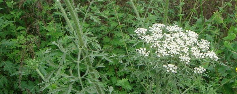 白芷种子价格及种植方法，附病虫害防治方法