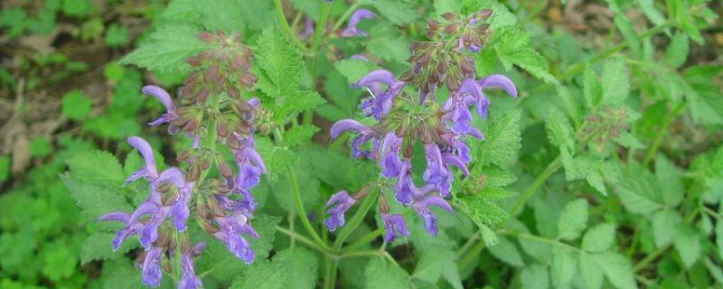 丹参什么时候种植 丹参什么时候种植比较好