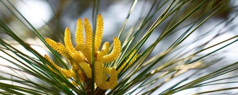 松花粉是什么东西 松花粉是什么东西做成的