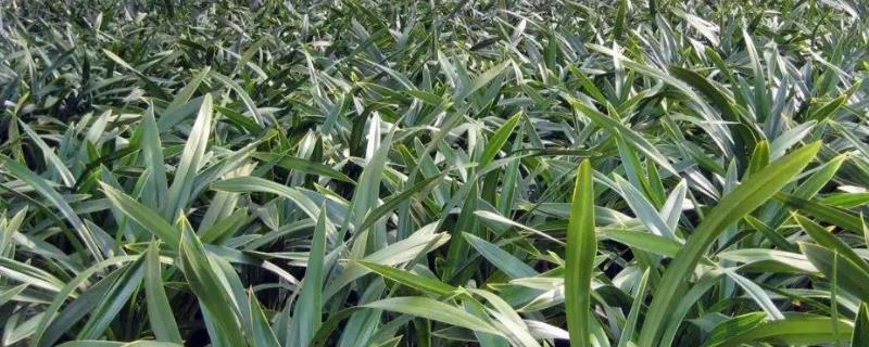 兰花叶子发黄怎么办，附有机肥沤制液肥施用方法